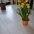 Pearlwood La perla del Legno - 3